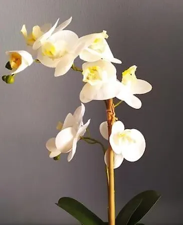 La Casa Di Anna, Trilocale Con Balcone E Garage Apartamento